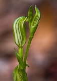 Pterostylis parviflora Tiny Greenhood